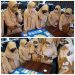Keseruan Game SPAK Majo Junior